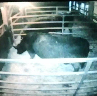 A photo taken of the tv feed from our ranch cam