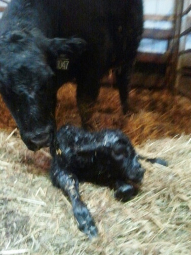 An Angus heifer (female) just seconds after she is born.