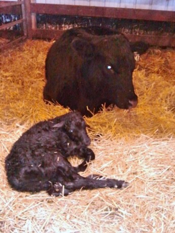 Champion takes a rest while she waits for her calf to take her first steps.